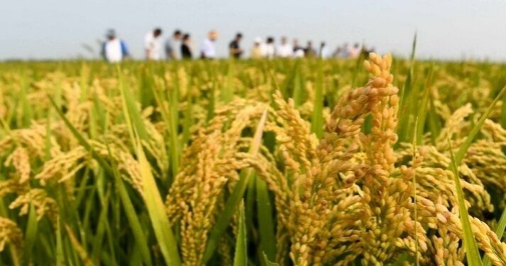 Supply and marketing system helps spring farming to benefit the “three rural areas”