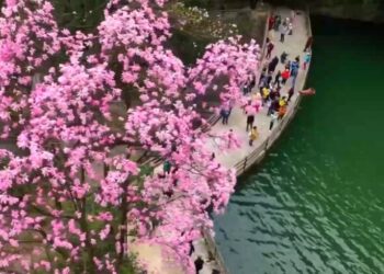 The flowers are enjoying the fire! Let’s go to enjoy the flowers together