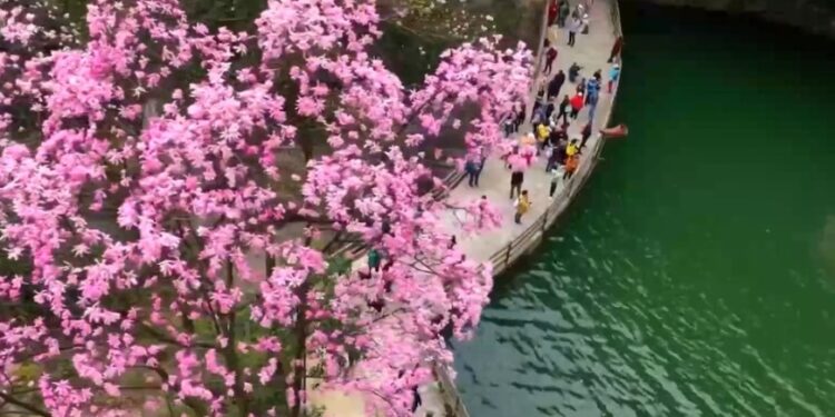 The flowers are enjoying the fire! Let’s go to enjoy the flowers together