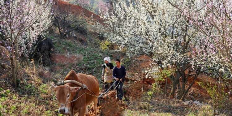 Wang Ning, Secretary of the Yunnan Provincial Party Committee, invited everyone to travel in Yunnan to experience the beauty of “starting with mountains and rivers and returning to fireworks” – China Daily Network