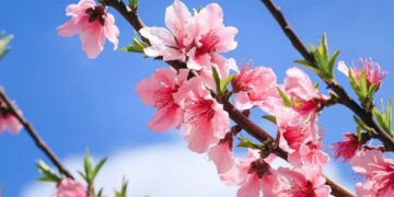 Drinking 10 cups of water in spring will make you feel full of energy and blood, in a good mood, and not look old!