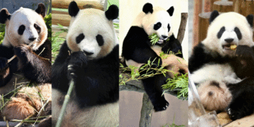 Four giant pandas in Wakayama Prefecture, Japan will be sent back to China by the end of June