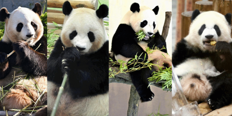 Four giant pandas in Wakayama Prefecture, Japan will be sent back to China by the end of June