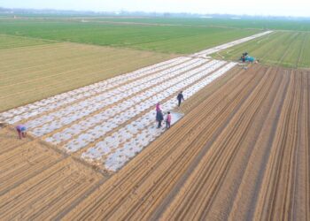 More than 110 million mu of spring-sowed grains nationwide