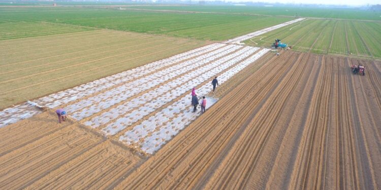 More than 110 million mu of spring-sowed grains nationwide