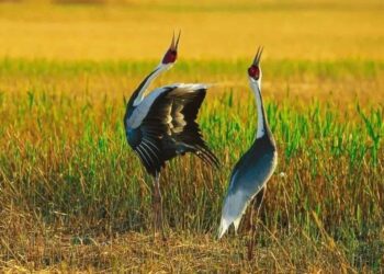 Please check the tips for bird watching and shooting if you resist the behavior of “attracting and shooting”