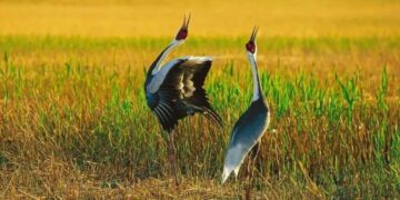 Please check the tips for bird watching and shooting if you resist the behavior of “attracting and shooting”