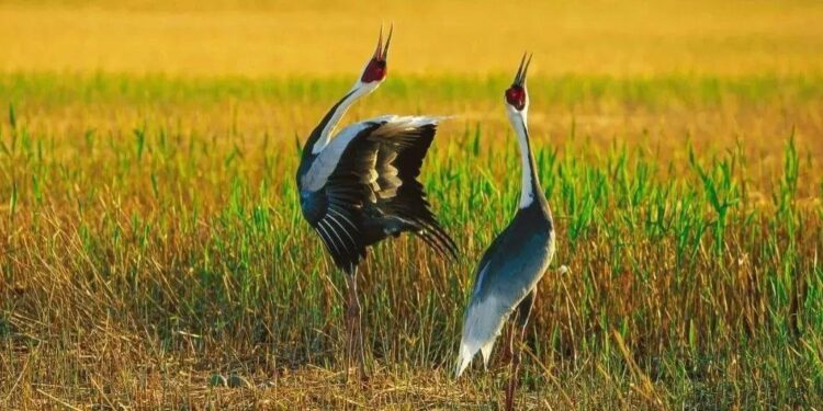 Please check the tips for bird watching and shooting if you resist the behavior of “attracting and shooting”