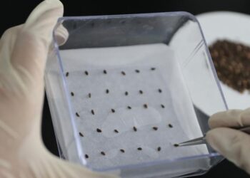 Qinghai: Breeding 62 grams of “space seeds”