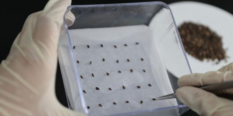 Qinghai: Breeding 62 grams of “space seeds”