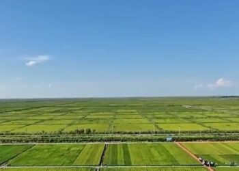 The grain intention planting area is about 1.79 billion mu of national spring sowing progress bar updated