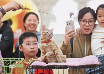 Fart mania: the boom in king animals