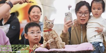 Fart mania: the boom in king animals