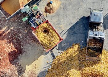 Towards sustainable food security