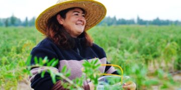 Goji de Jinghe: the little bay with major industrial ambitions