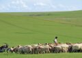 Land of grass and future