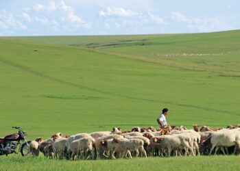 Land of grass and future