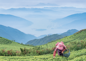 An aroma through the ages