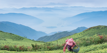 An aroma through the ages