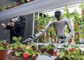 The Chinese creed of AI